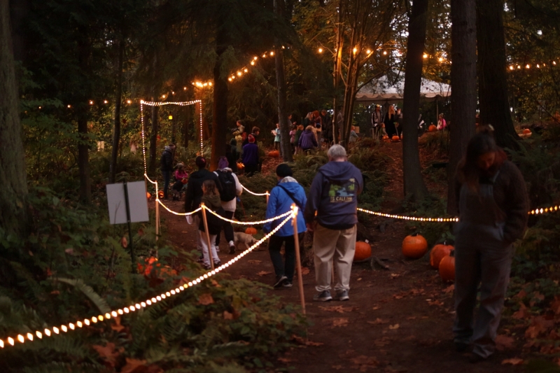 Visitors walk along lit path for pumpkin walk