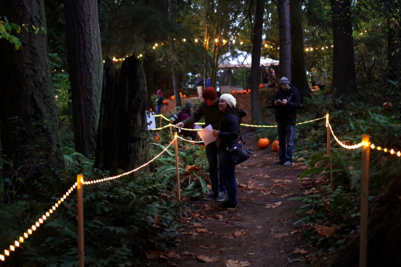 Visitors walk along lit path for pumpkin walk