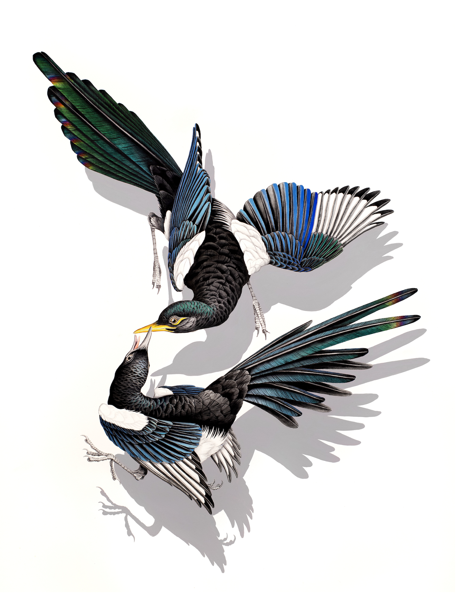 Gibbens_Counterpoint_(magpies)